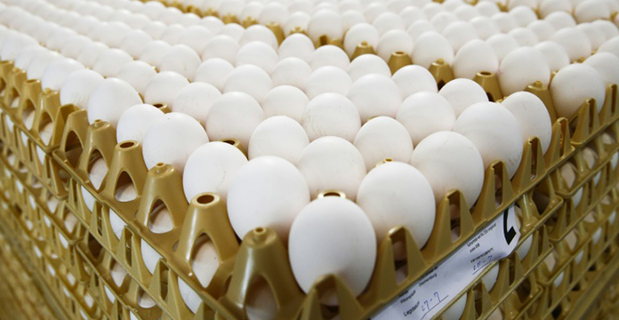 Scandale des œufs contaminés au «Fripornil» en Europe : qu 