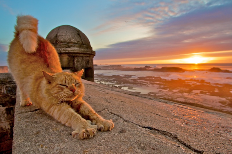chat-coucher-de-soleil-maroc1.jpg