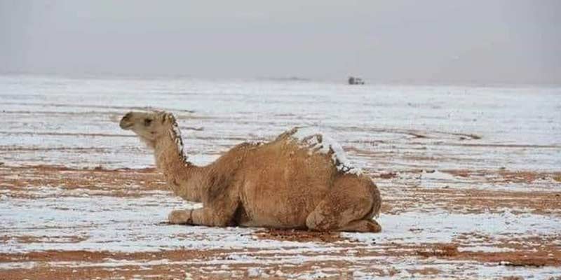 Le Sahara marocain comme vous ne l'avez jamais vuChute de grêle à Dakhla